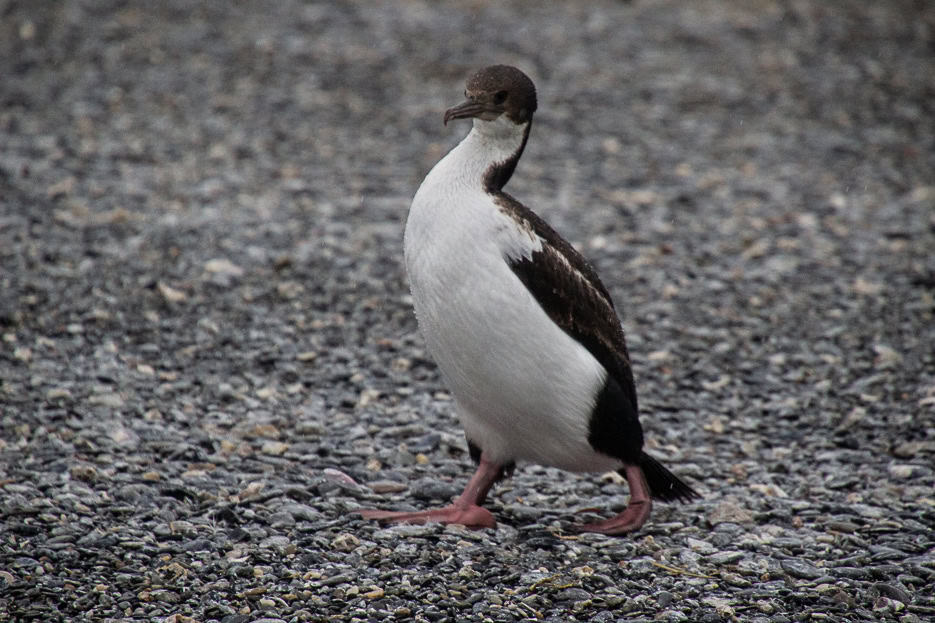 A cormorant strutting across the rocky beach of the Beagle Channel