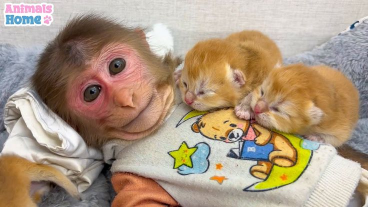 Bibi- The Monkey Is Back To Home From The Animal Sanctuary
