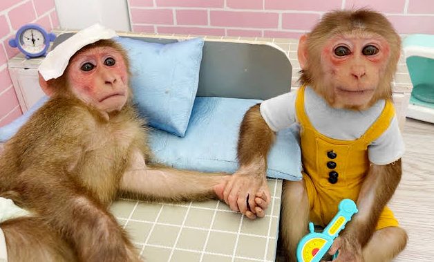 Bibi monkey