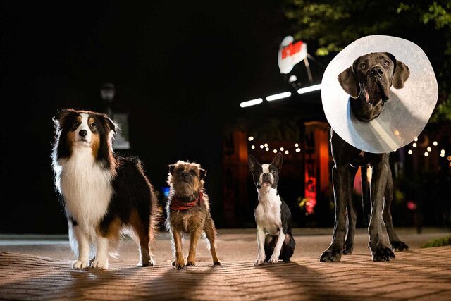 'Strays' Director Chooses Real Dogs Over CGI for 95% of the Film