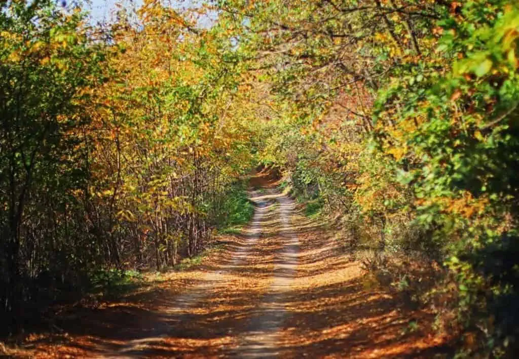 Colorful autumn leaves in a scenic fall landscape, representing warmth and style in seasonal apparel
