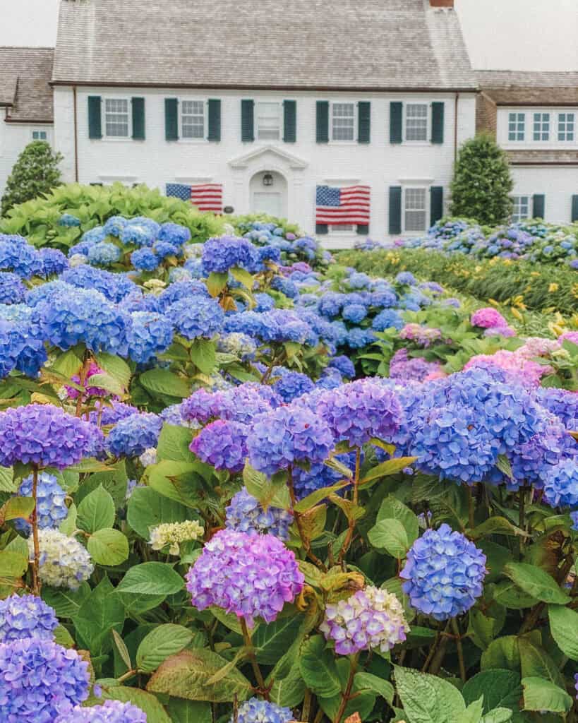 This two story white house with blue shutters is in the classic Cape Cod architecture style. It resembles a colonial style, and this particular home is decorated patriotically with American flags on the windows. This photo would have been taken around the Fourth of July because the hydrangeas that are adorning the foreground of this photo that line the front pathway only bloom in July and August.