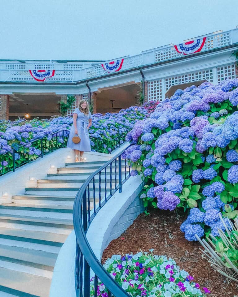 A complete guide on where to find Cape Cod hydrangeas, and where to find Cape Cod hydrangeas on Nantucket and Martha's Vineyard.