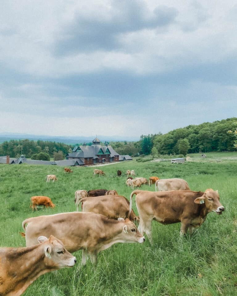 Keep reading for all the best Vermont towns to visit, and the best way to get from Burlington Vermont to Stowe Vermont!