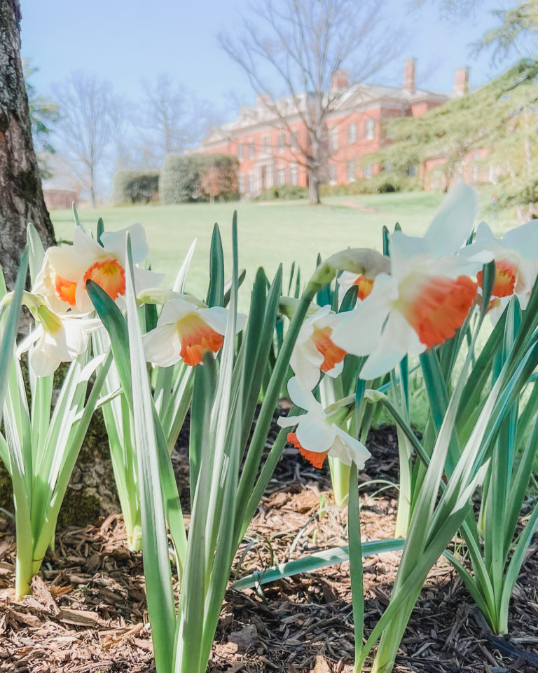 Here's your perfect Washington DC 3 day itinerary, and my biggest advice? Plan your trip early and during cherry blossom season!