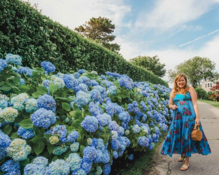 The Cape is known for its stunning flower, hydrangea, and even has a festival every year to celebrate them. You can find them specifically in Chatham on the Lower Cape and in Provincetown on the Outer Cape.