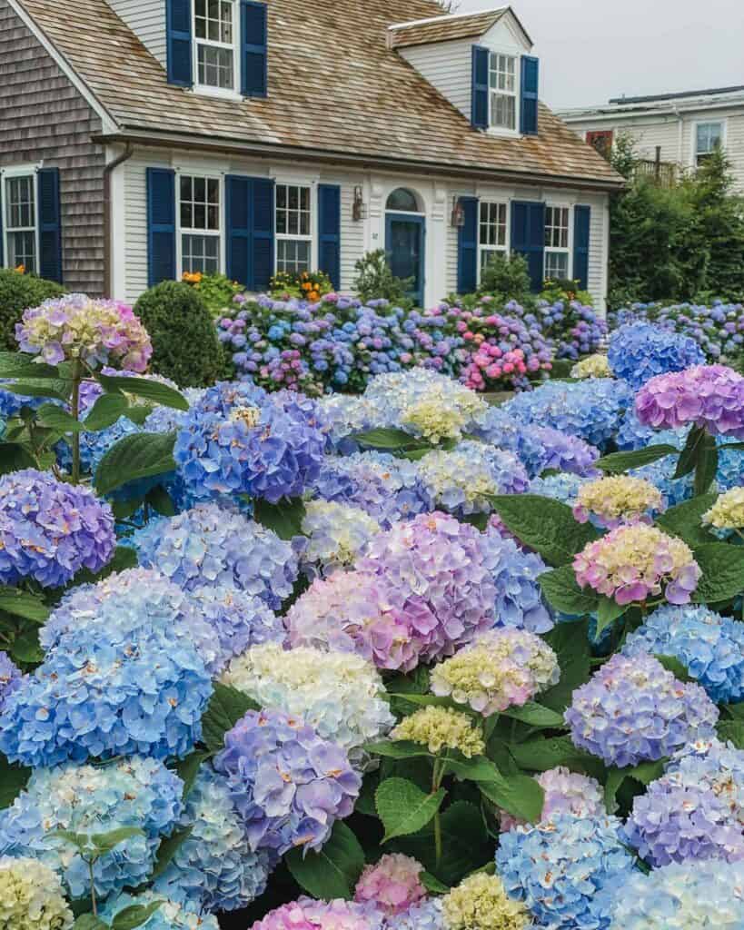 Cape Cod is one of the best places on the Cape to see the beautiful blue, purple, and even pink flowers hydrangeas. This quaint coastal house with blue shutters on Commercial Street has the most lovely display of them.