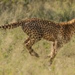 Inyamaswa zifite ubushobozi budasanzwe buruta ubw'umuntu - Cheetah iri kwiruka