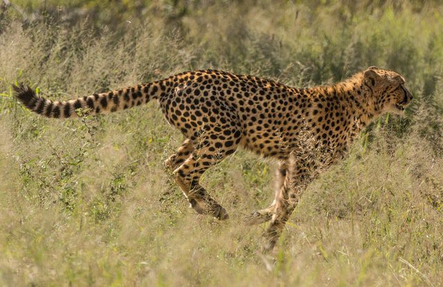 Inyamaswa zifite ubushobozi budasanzwe buruta ubw'umuntu - Cheetah iri kwiruka