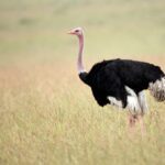Inyoni ya Otirishe (Ostrich) ntiguruka