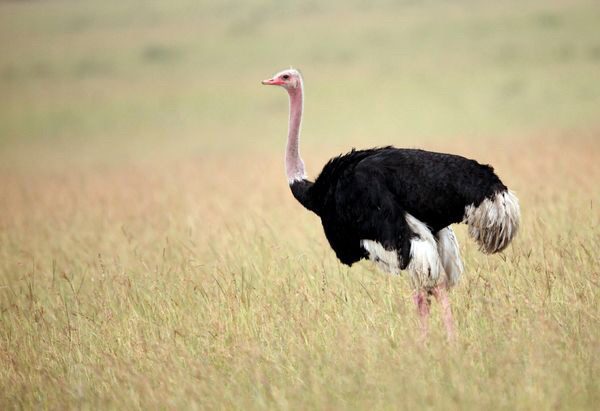 Inyoni ya Otirishe (Ostrich) ntiguruka