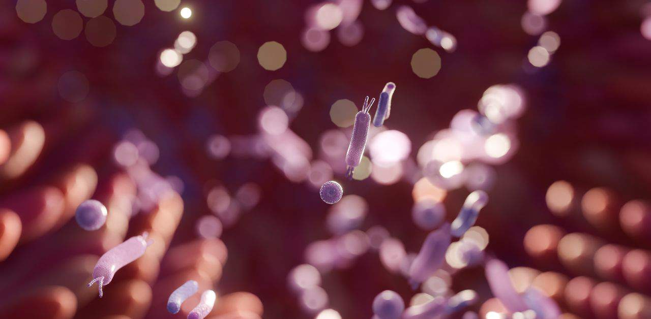negative gram bacteria and cardiometabolic health issues