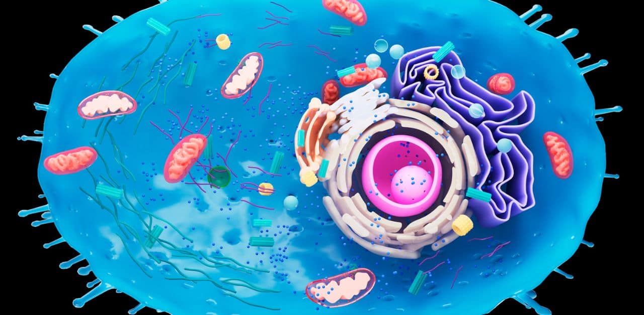 mitochondria and cardiometabolic health
