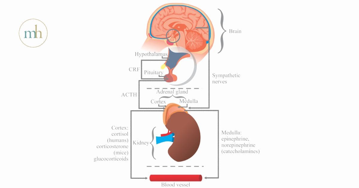 Stress response in your body