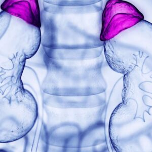 Adrenal glands are part of your kidney system