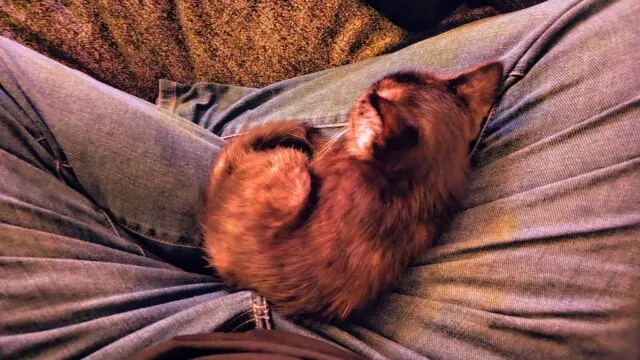 Day one with the new kitten appears to be going well.