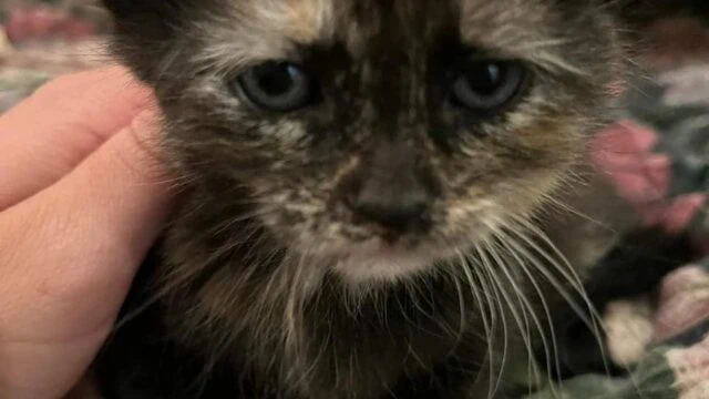 I just adopted a kitten!