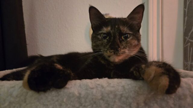 Look at those gigantic polydactyl paws.