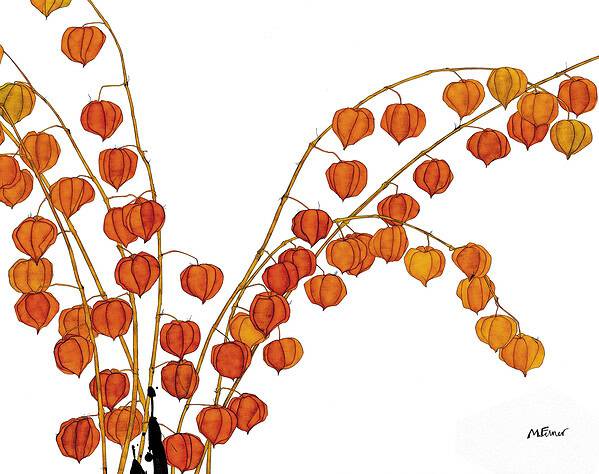 PHYSALIS ALKEKENGI