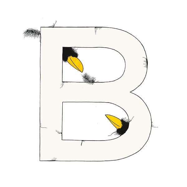 „B“ DAS GROSSE RABENALPHABET