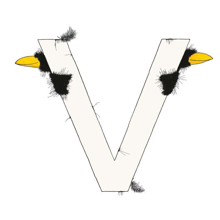 „V“ DAS GROSSE RABENALPHABET