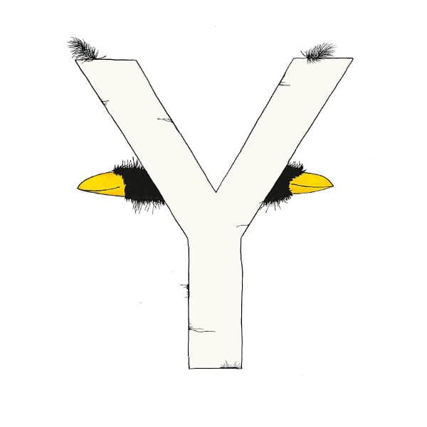 „Y“ DAS GROSSE RABENALPHABET