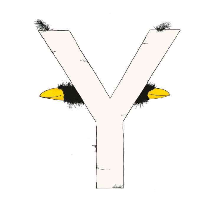„Y“ DAS GROSSE RABENALPHABET