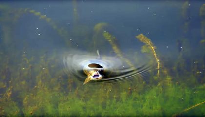 Fly Fishing Montana: Story Lake