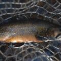 March Trout Fishing on Appalachian Freestone Streams Before Stocking Season