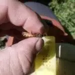 Reines Buckfast Frère Adam fécondées 2026 à vendre