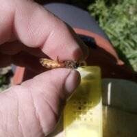 Reine Buckfast fécondée prête à pondre