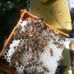 Reines Buckfast Frère Adam fécondées 2026 à vendre