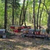 Essaim Buckfast sur 5 cadres