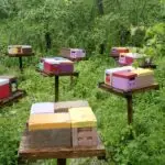 Reines Buckfast Frère Adam fécondées 2026 à vendre