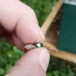 Reines Buckfast Frère Adam fécondées 2026 à vendre