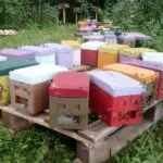 Reines Buckfast Frère Adam fécondées 2026 à vendre