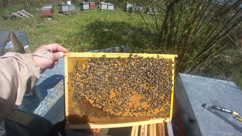 Essaim Buckfast de l'année 2026 sur 3 cadres