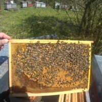 Essaim Buckfast de l'année 2026 sur 3 cadres