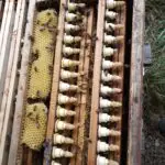 Formation apicole – Maîtriser l’élevage de reines