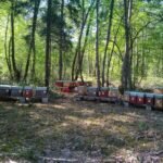 Essaim Buckfast de l'année 2026 sur 3 cadres