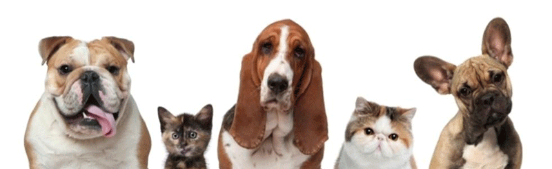 Pensione per cani allevamento Valmorea 