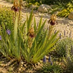 Que mettre au pied des iris : plantes compagnes et sol gravier