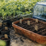 Quand semer les tomates avec la lune : graines en terrine en serre