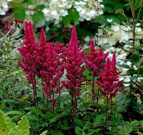 Astilbe Vision in Red