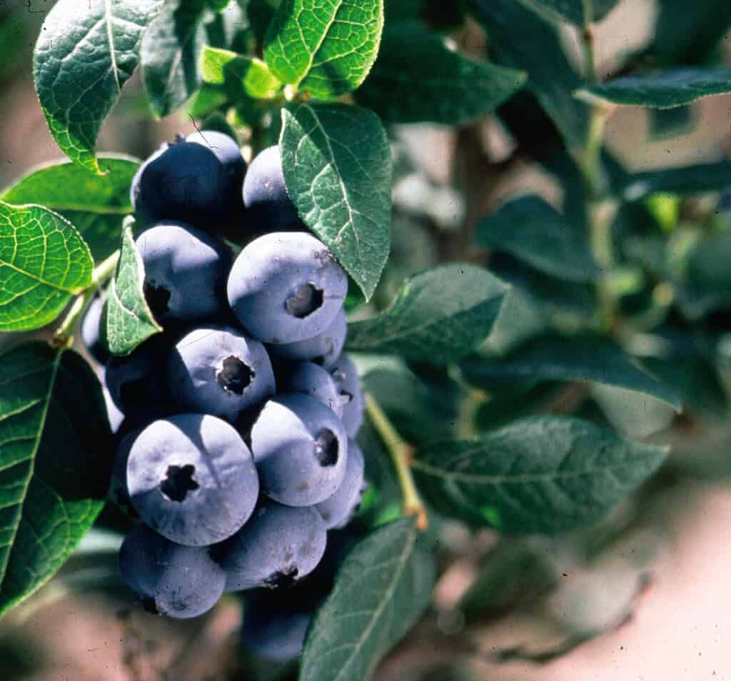 Blueberry bush