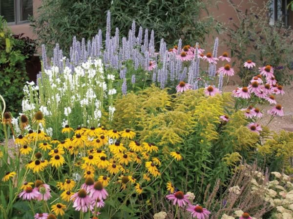 Native flowers