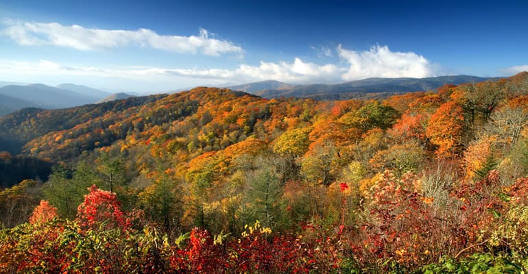 The trees are red and orange.