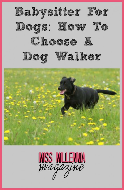 Babysitter For Dogs: How To Choose A Dog Walker