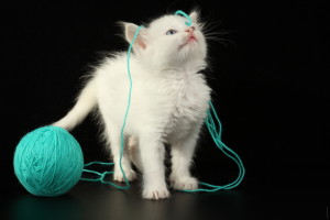 kitten with yarn ball