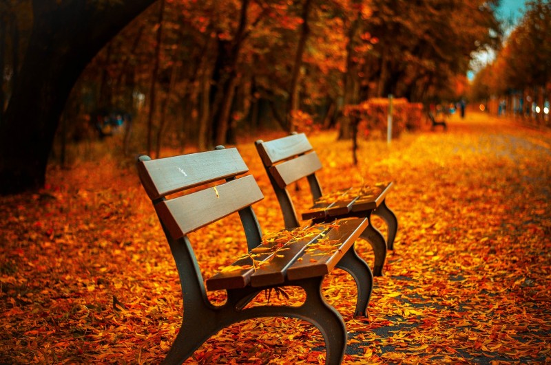 bench in the fall, leaves